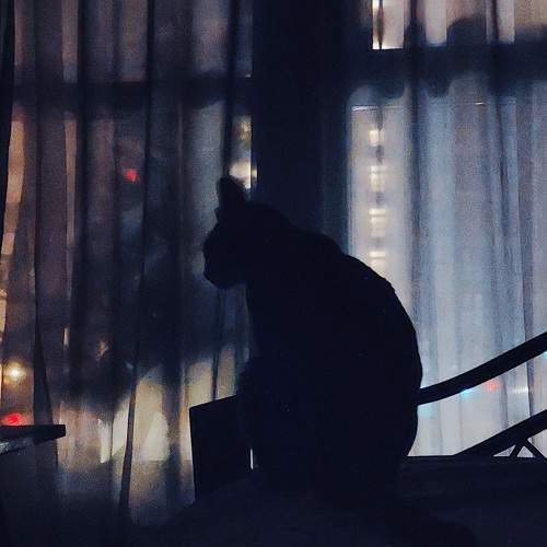Photo #10393799