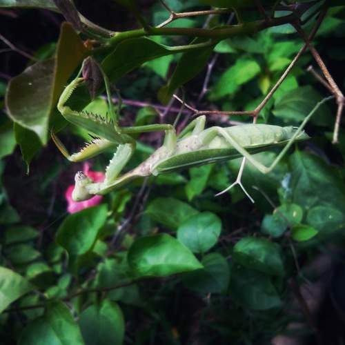 Photo #10393967