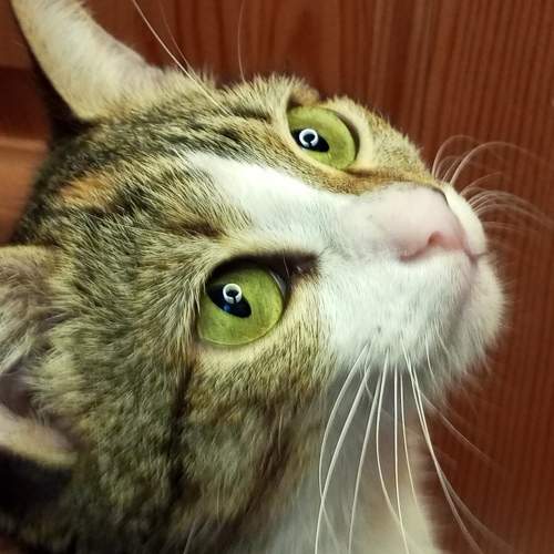 Photo #10394280