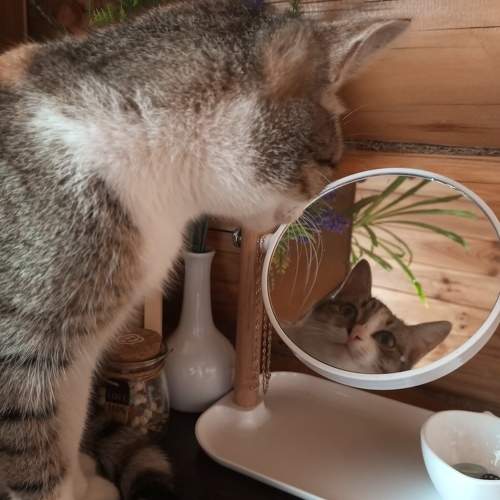 Photo #10394489
