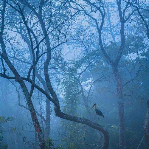 Lesser Adjutant Stork