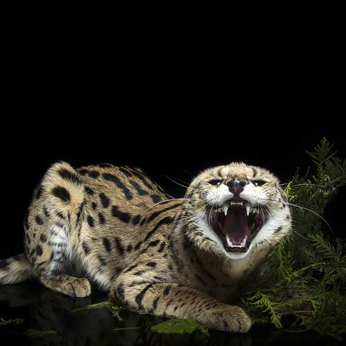 Photo #10394697