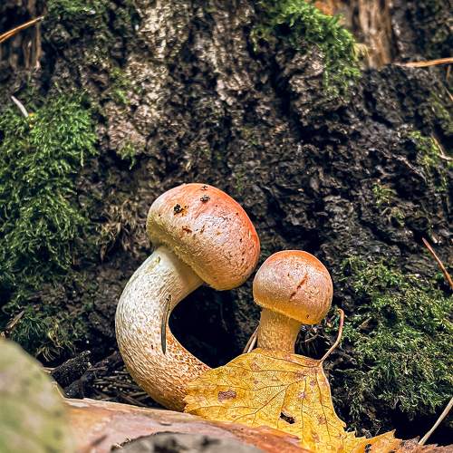 Photo #10394733