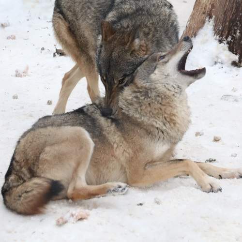 Photo #10394754