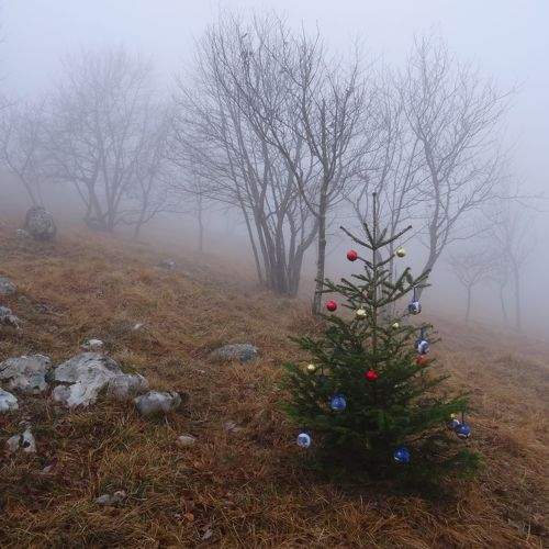 Photo #10395028