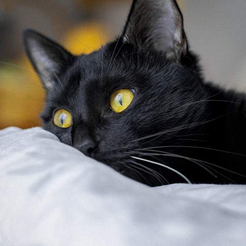 Photo #10395256