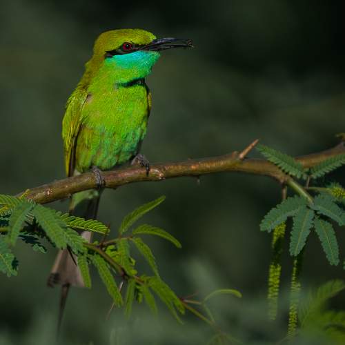 Green bee-eater with kill