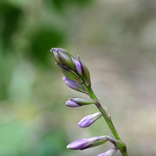 Photo #10398492