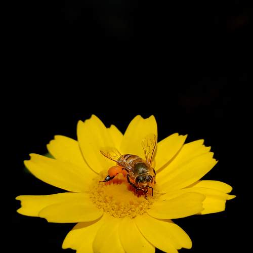 Pellet-Carrying Honey Bees