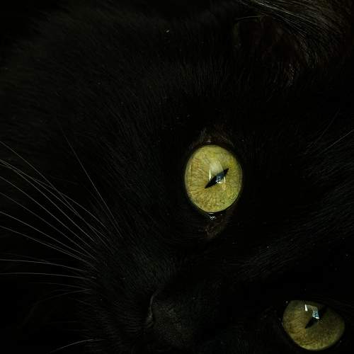 Photo #10399741