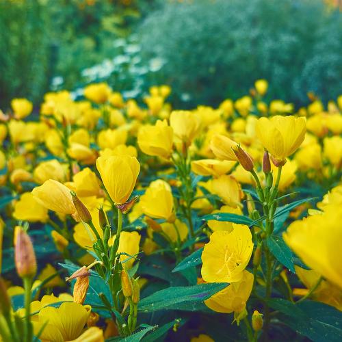 yellow cover