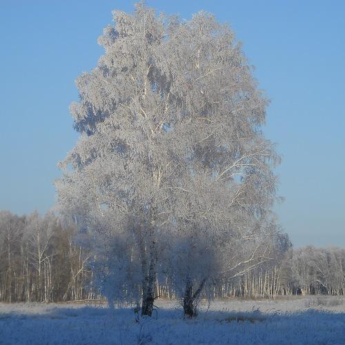 зимний лес