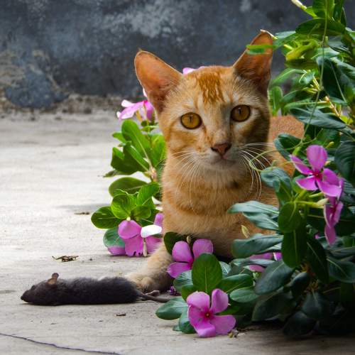 Photo #10400089