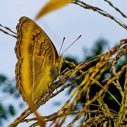 Photo #10401268