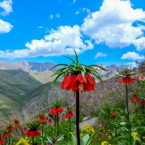 Tulips in the Shah Castle Mountain
