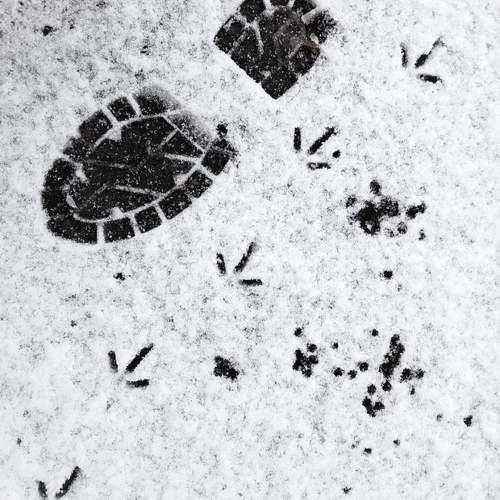 Photo #10401555