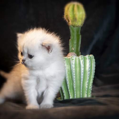 Photo #10402863