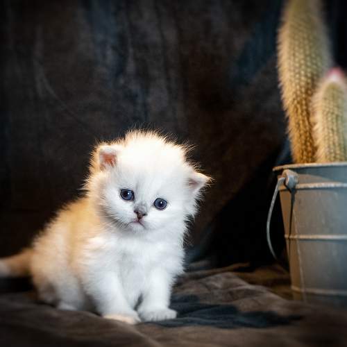 Photo #10402885