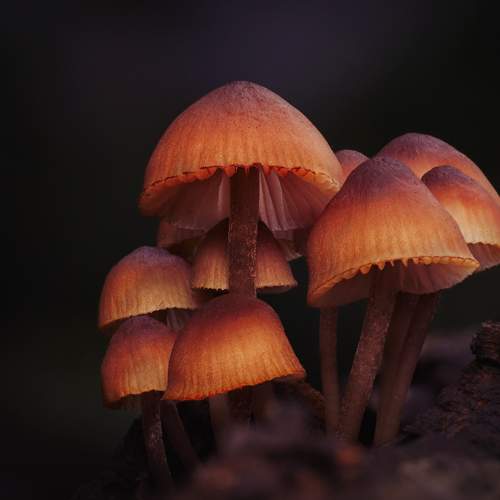 Photo #10403563