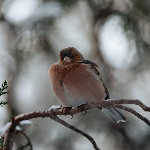 Photo #10403961
