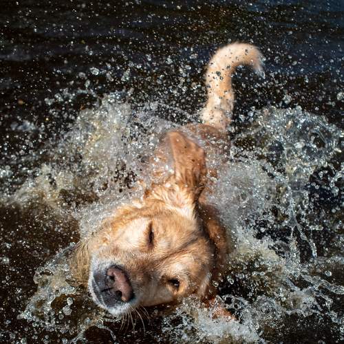 Photo #10403989