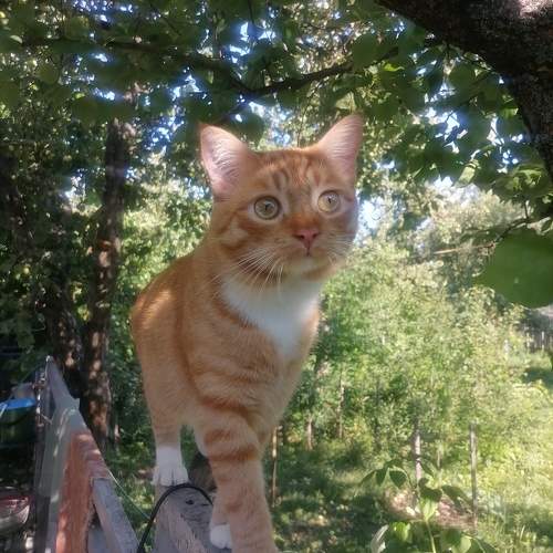 Фотография #10404271