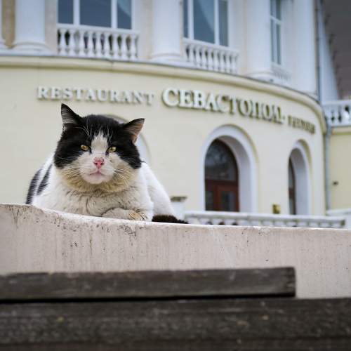 Ресторатор / Restaurateur