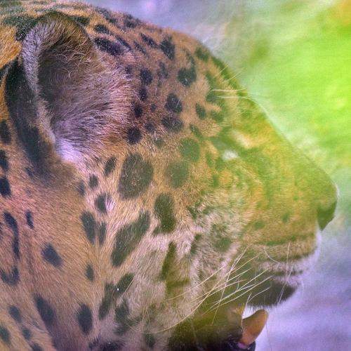 Photo #10404550