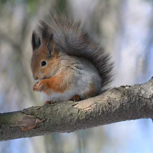 Photo #10405449
