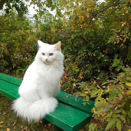 Белоснежка