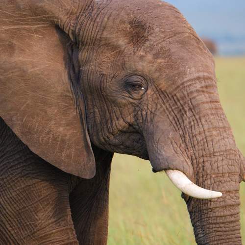 Photo #10406292