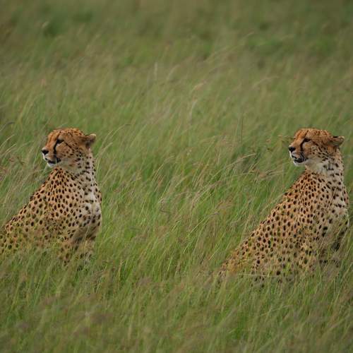 Photo #10406295