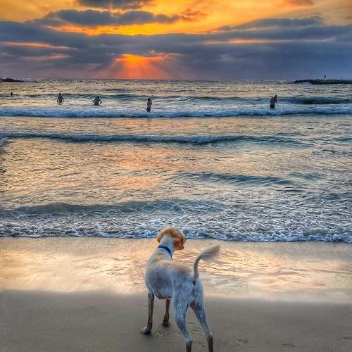 Sunset baywatch