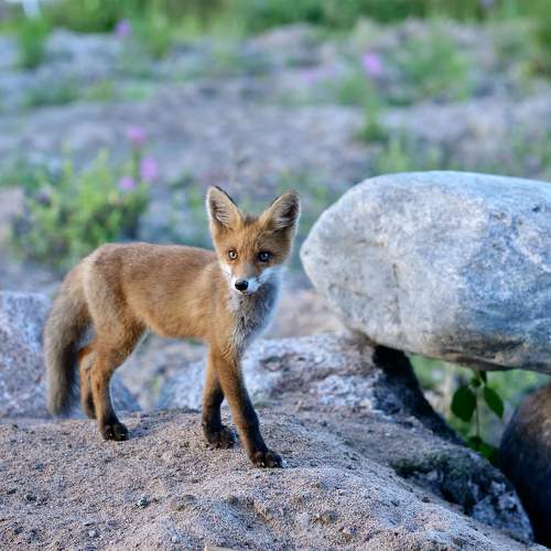 Photo #10407520