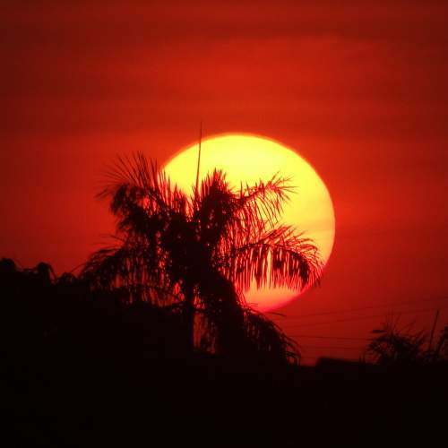 Pôr do sol  atrás do coqueiro