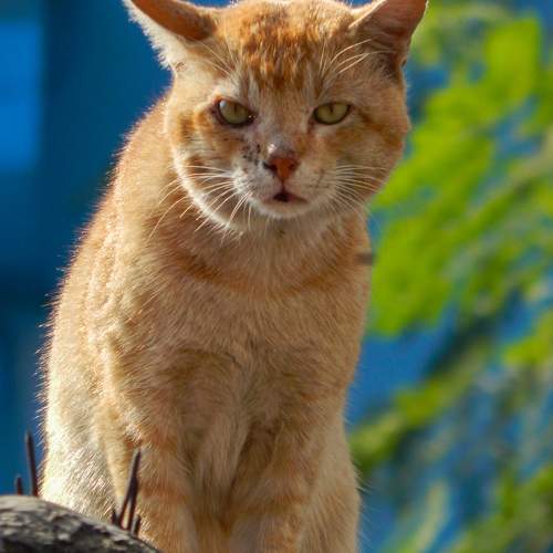 Photo #10408711