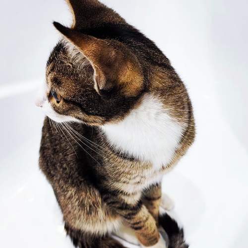 Photo #10408739