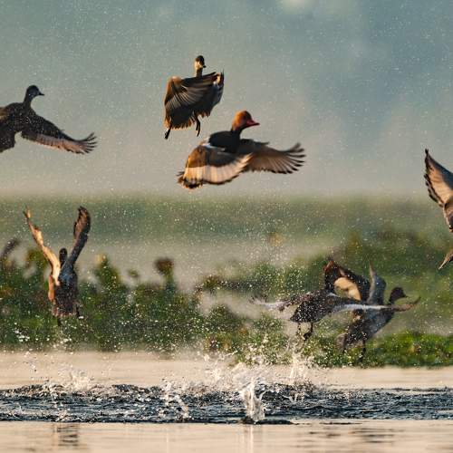 Dance in the air
