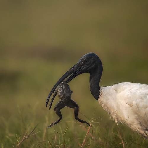 The Predator and the prey