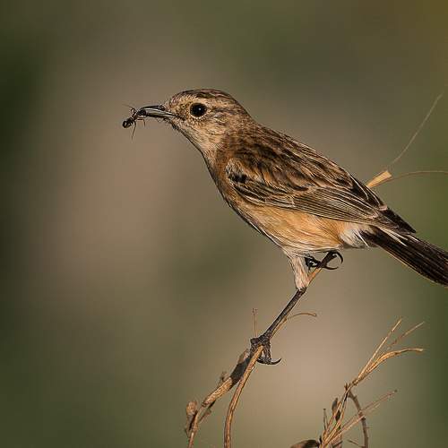 Siberian Stonechat with carpenter ant