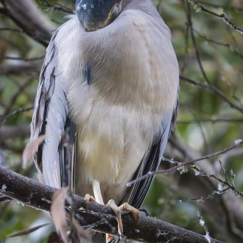 Black-Crowned Night Heron Portrait
