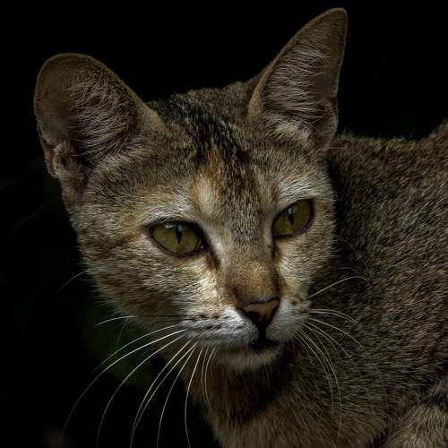 Photo #10410841