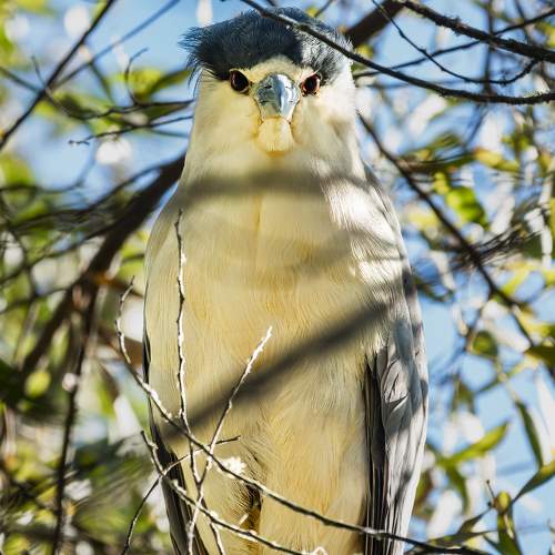 Black-Crowned Night Heron Portrait