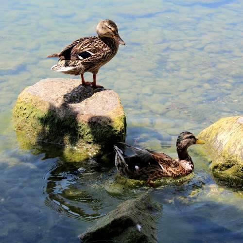 Photo #10410931