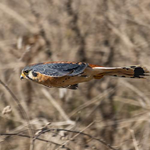 Diving American Kestrel