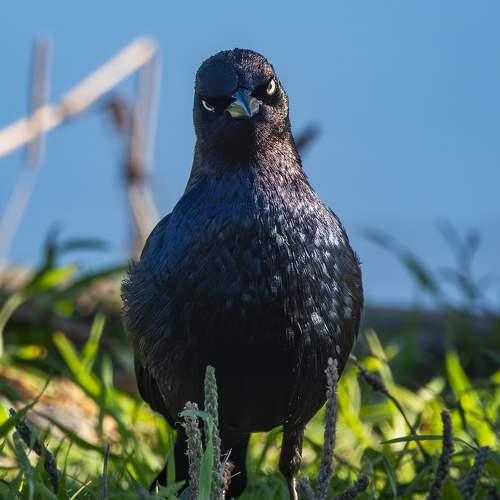 Brewer's Blackbird Portrait