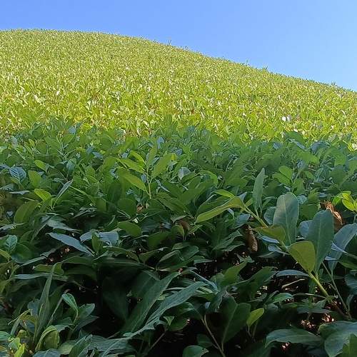 Photo #10411744