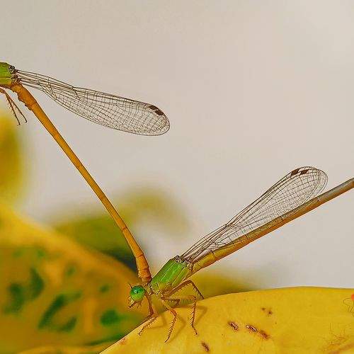 Photo #10412624