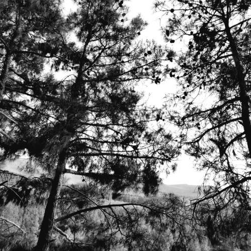 Photo #10413266