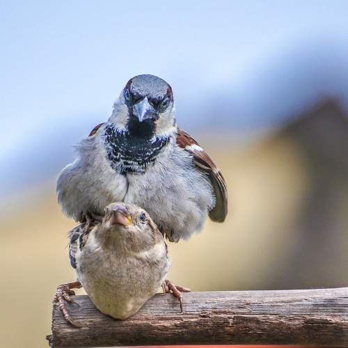 Photo #10413725